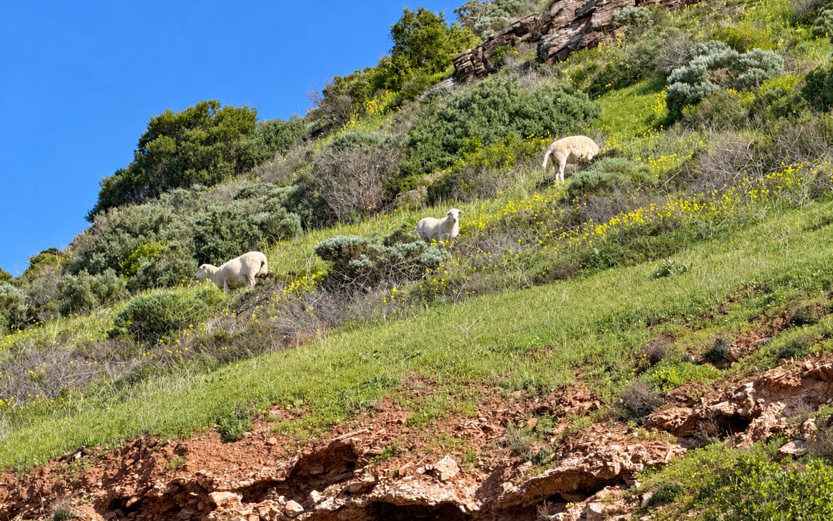 Sheep grazing on the green hill above Second Valley